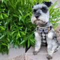 Dog Harness Fashion Comfortable Small Dog Harness